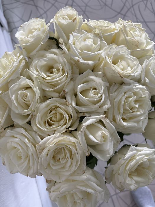 срочно продам 23 роза 70 см