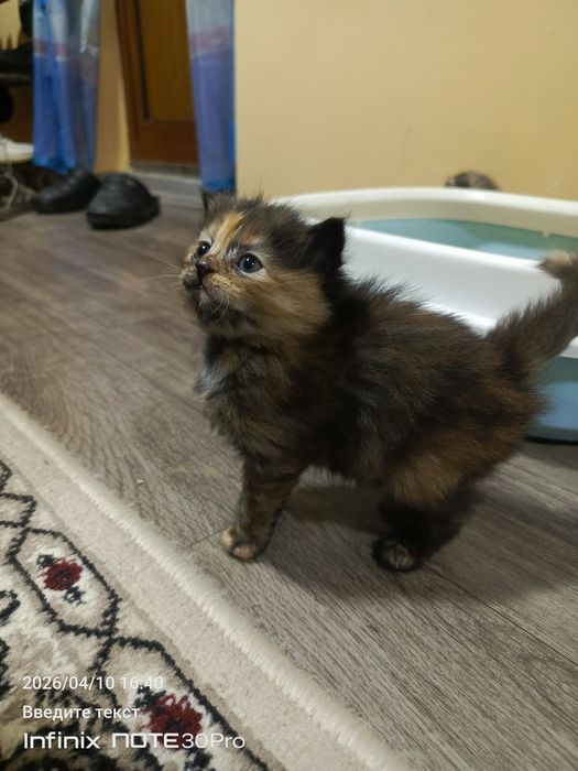 Домашние котята раздам только в добрые руки