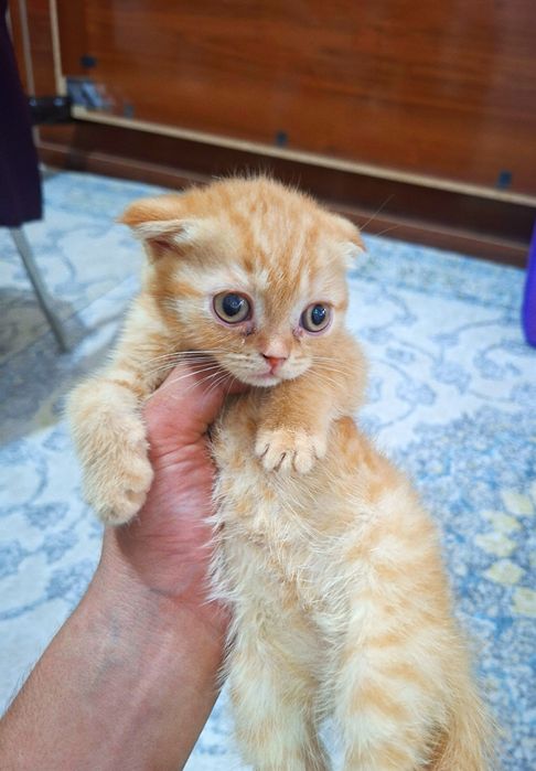 Вислоухая вислоухи(й)(е) котёнок кошк(а)(и) шотландски(е)(й) котёнок ш