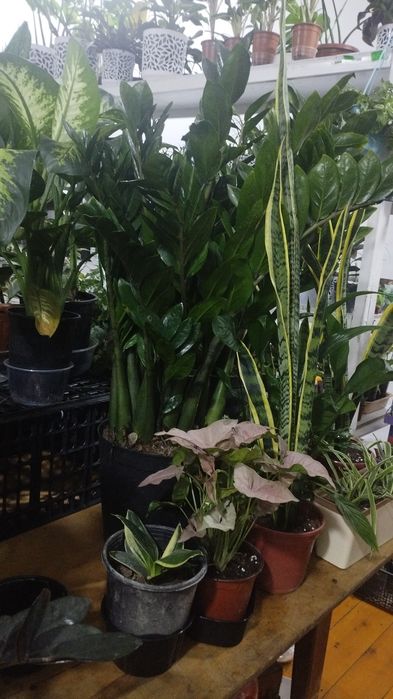 Большие цветы для офиса