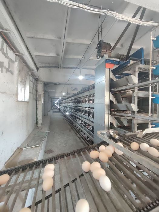Срочно продается в Кибрае птица ферма 1,7 га готовый бизнес