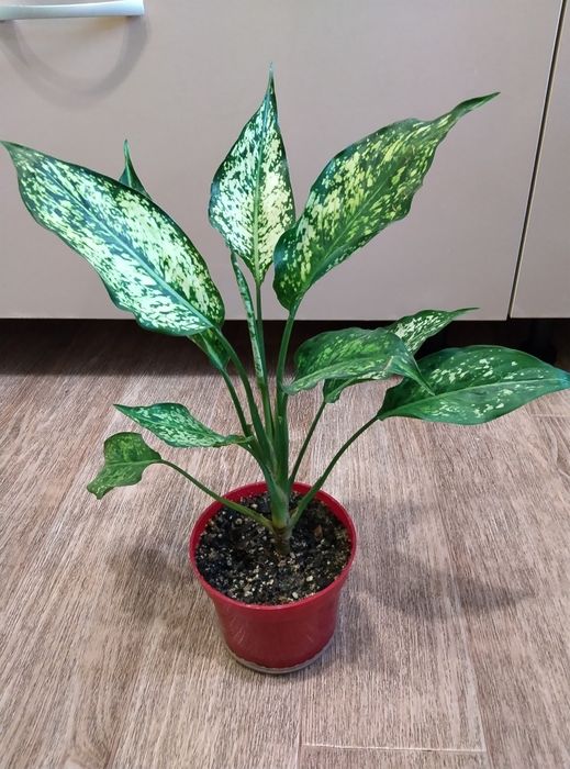 Комнатные растения продажа