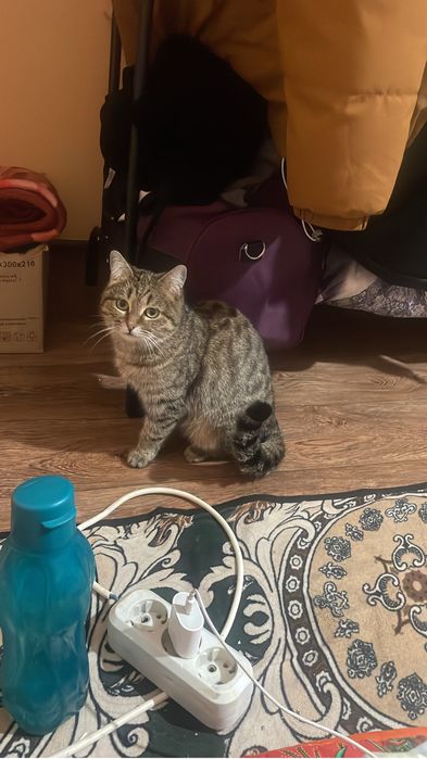 Отдам даром кошку с котятами