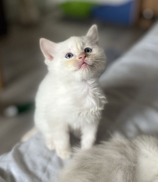 Motănel Ragdoll Flame Point
