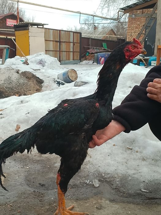 Дакан дакан нннн