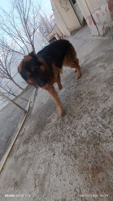 Timoshenko va Saakashvili seks film