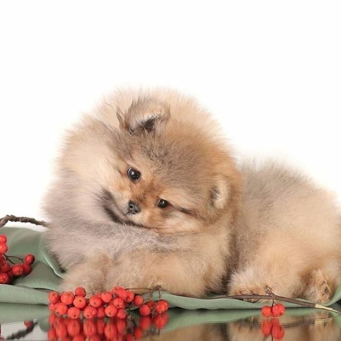 Померанский шпиц, помиранский, 1,5 мес