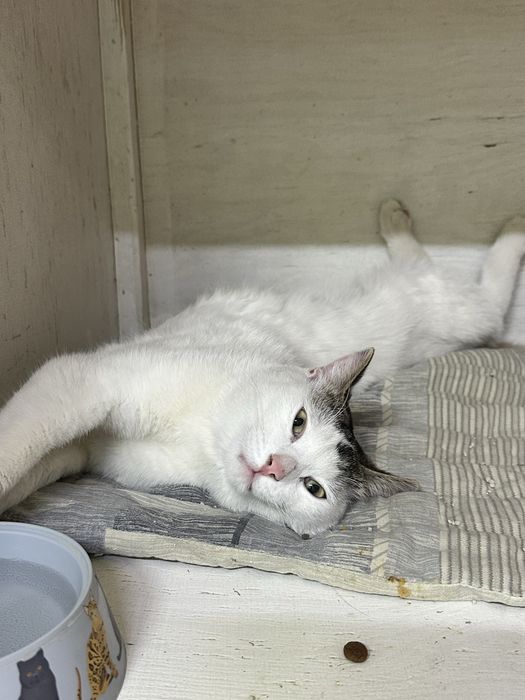 Кот Степа в добрые руки