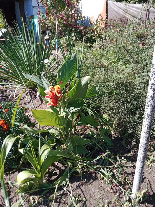 Продаётся дача на берегу реки Чаган