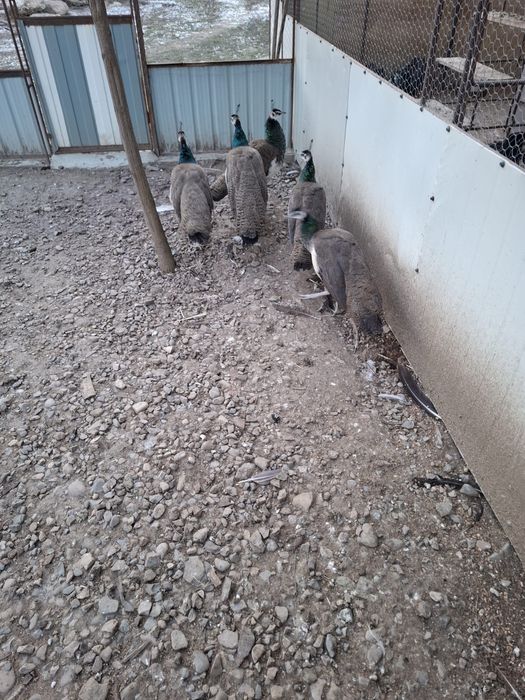 Vînd pui paun standard iulie 2025