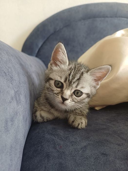 Котенок породистый девочка