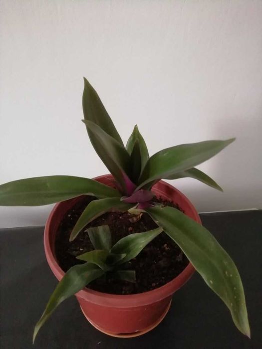 Традесканция Рео, папоротник , роза розовая для сада