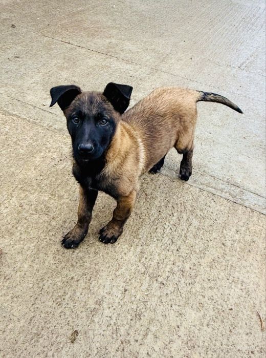 Белгийска овчарка Малиноа