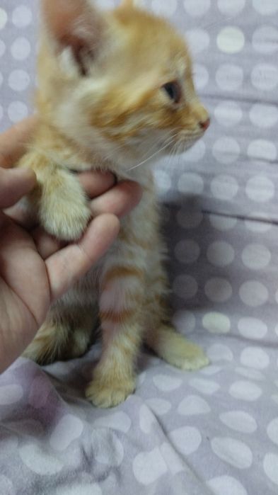 Домашние Котята рыжики