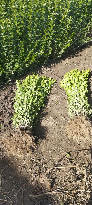 Лигуструм - Овалифолиум