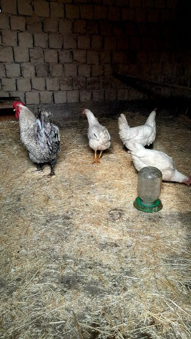 Тауықтар сатылады