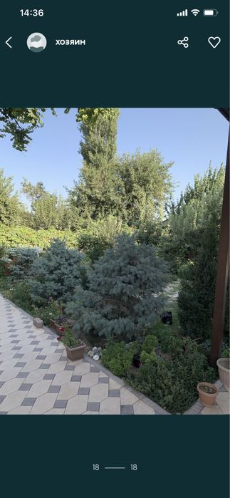 ель голубая колючая