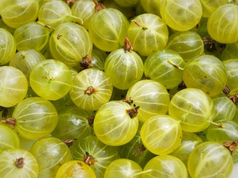 Продам крыжовник