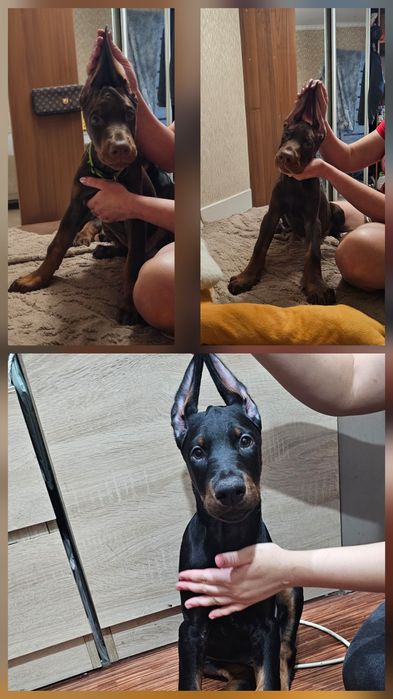 Доберман к новому году