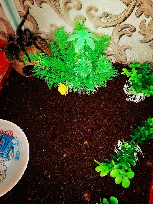 Птицеед Lisiodora Parahibana.