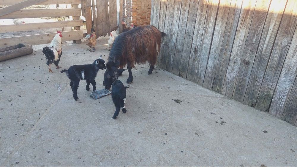 Capra cu iezi de vânzare