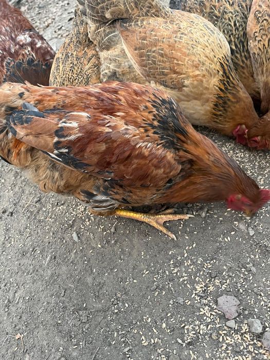 Продам кучинских петухов