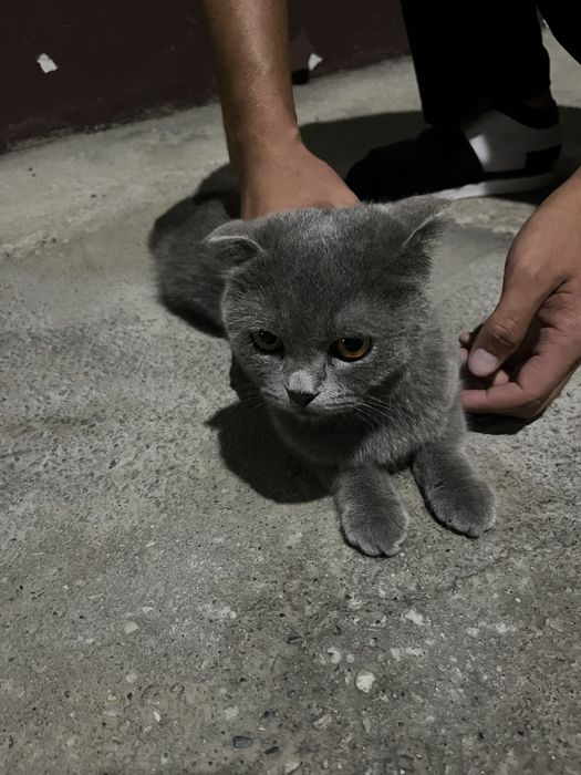 Продаю пародистую кошку