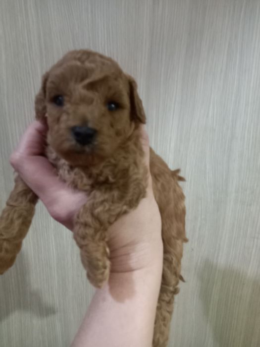 Щенки пуделя с документами.