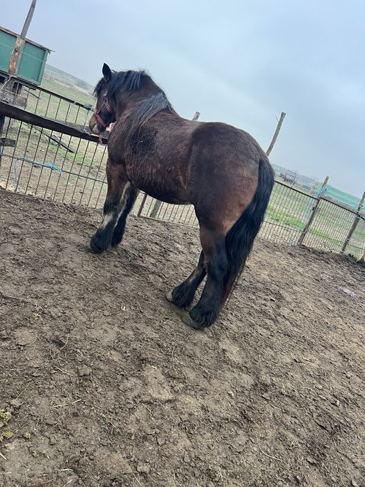 Iapă gestantă de vânzare