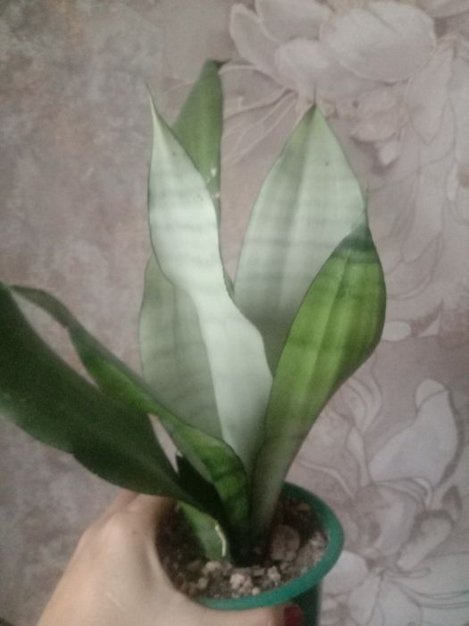 Продам.    цветы