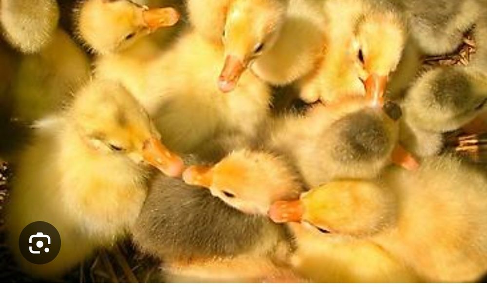 Гусята 8 апреля будет выводок