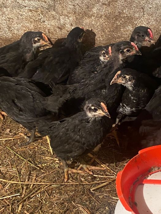 Австролорп балапандары сатылады