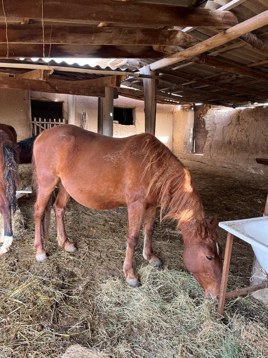 Продам хороших лощадей