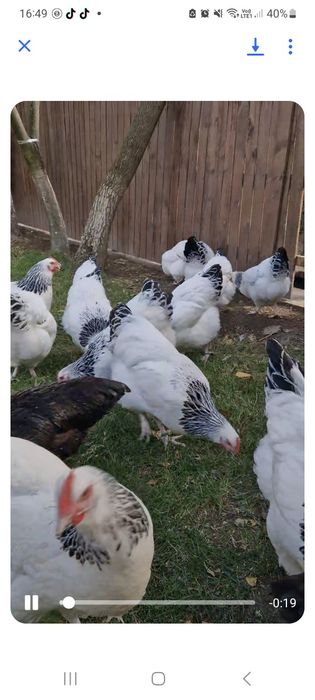 Pui Sussex HD si Rhode Island