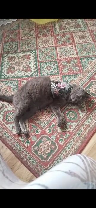 Котик в добрые руки
