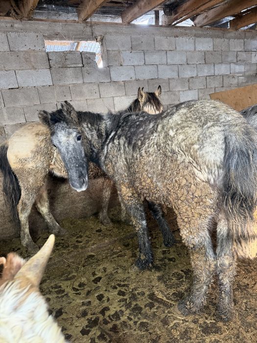 Жақсы жылқылар семіз