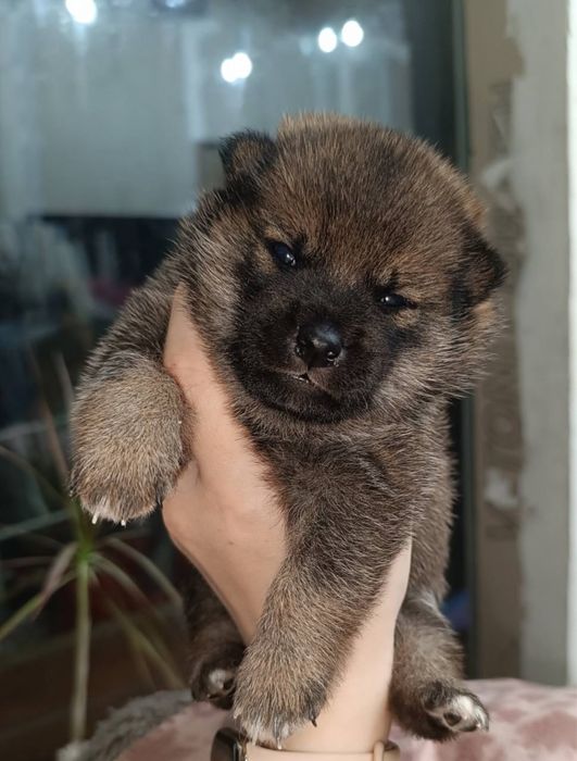 Собачки сиба-ину