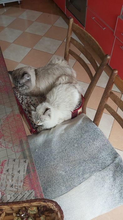 Невский  маскарадный кот для вязки