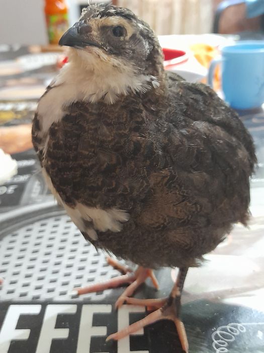 Prepelite giganta polară, jumbo gold și tuxedo -tibetane 4saptamani