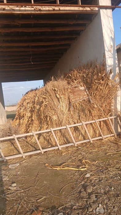 Poya bor 6000 ming dan 300 bog'