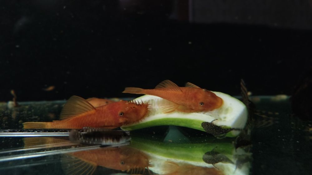 Ansitrus super red para sotiladi.