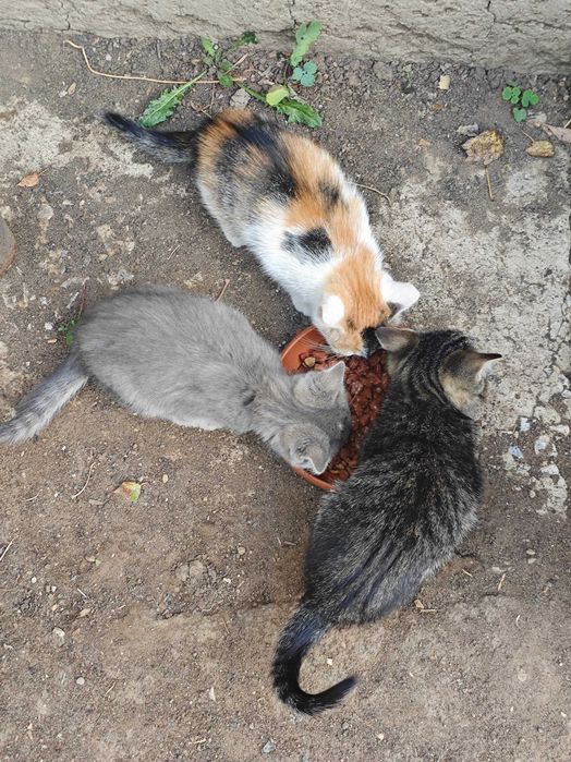 Отдаю котят в надёжные руки