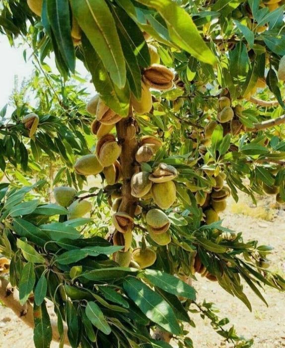 Мевали дарахтлар кучатлари