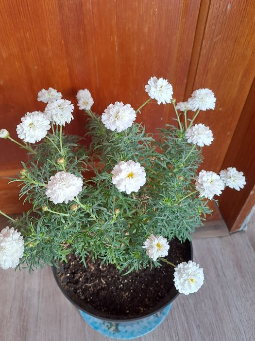 Продам колеусы/мультифлора