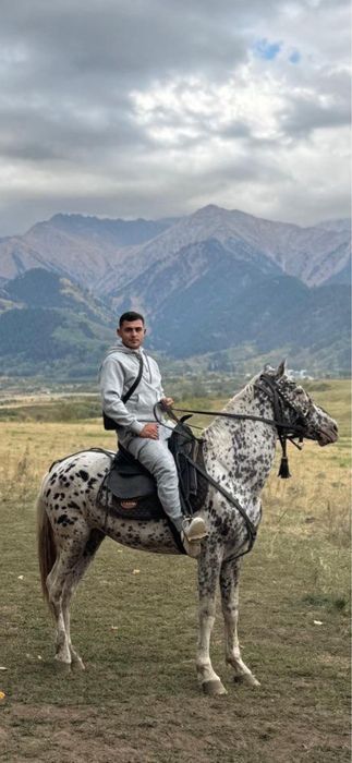 Жеребец  породы Анна - Луза