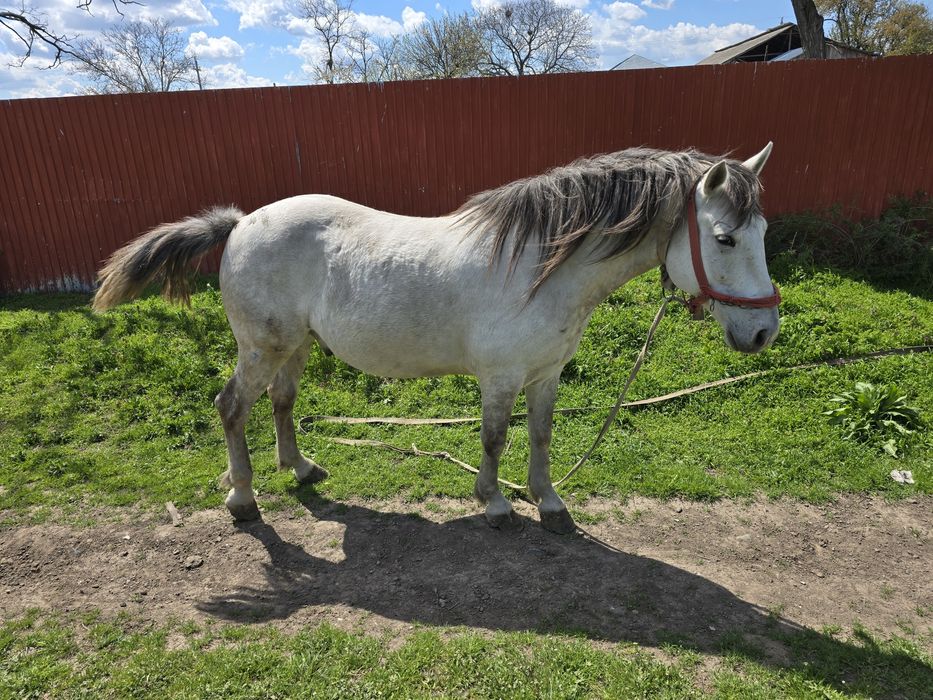 Cal de vanzare in comuna Movila