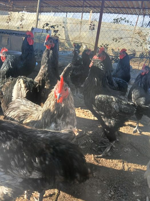 Vand cocosi tineri de australorp in varsta de 7 luni
