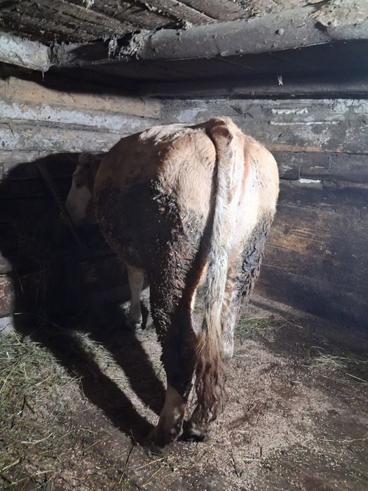 Se vinde vacă de 2 vitei