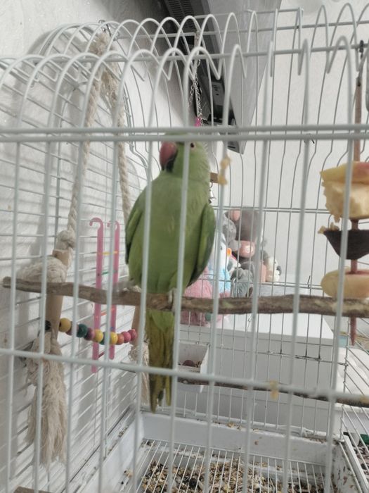 Попугай ожереловый