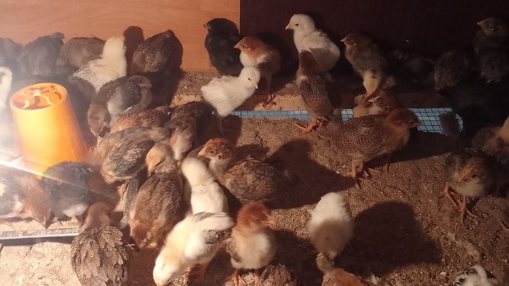 Продам цыплят от домашних кур